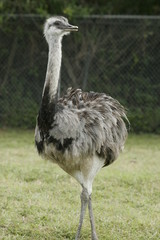 OSTRICH BABY