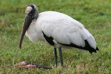STORK