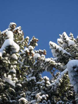winterbaum von unten
