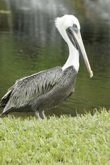 WILD PELICAN