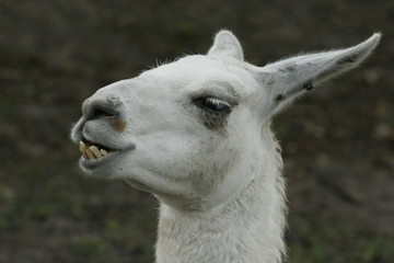 Fototapeta premium white llama alpaca
