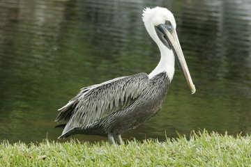 PELICAN IN THE WILD