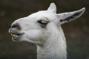 PORTRAIT OF A LLAMA