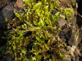 Mousse sur un tronc d'arbre