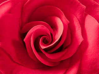 Fototapeta na wymiar red rose 