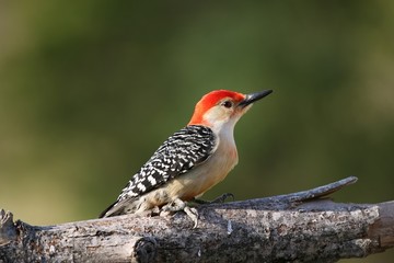 Red bellied woodpecker