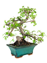 Bonsai tree isolated on white background  