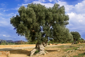 ulivo secolare