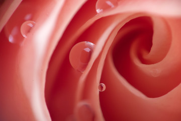 Rose with drops macro