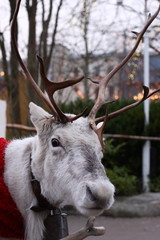 White Christmas deer