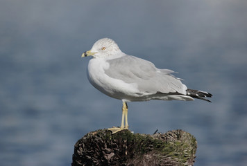 Ring-billed Gull by the Ocean