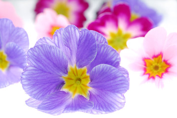transparent primula flowers on white background