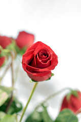 beautiful bouquet of the red roses on light background