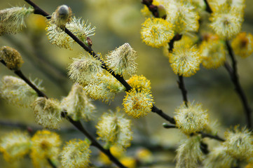 Weidenkätzchen