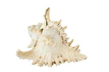 Sea conch isolated