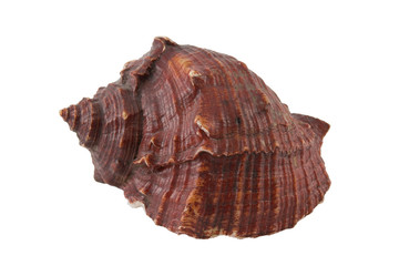 Sea conch isolated