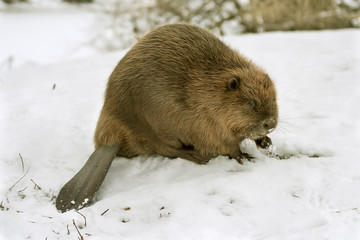 European beaver ( Castor fiber )
