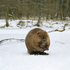 European beaver ( Castor fiber )