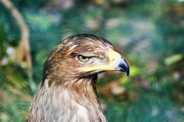 Aquila
