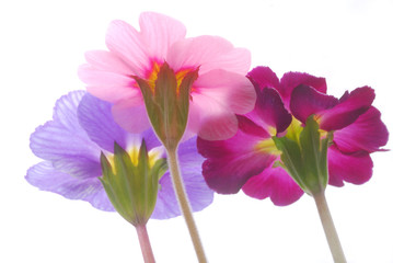 image of primula flowers from behind