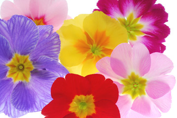 image of transparent primula flowers