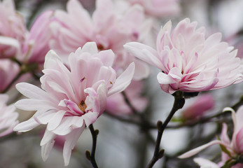 Magnolien 5