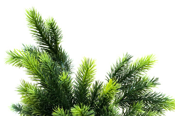 Obraz premium Close up of fir tree brach isolated on white