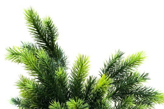 Close up of fir tree brach isolated on white