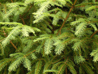 Green fur-tree branches as a background