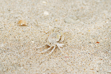 Crab masking in sand