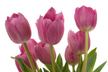 Naklejka premium Beautiful tulips