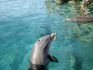 verspielter Delphin © Claudia