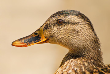 Female mallard duck
