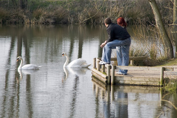 couple lake looking at swans