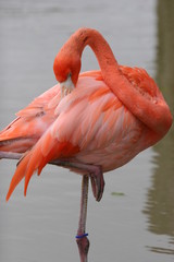 pinkish bird