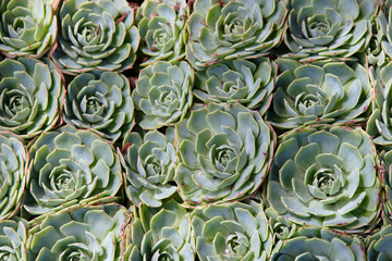 Sedums 