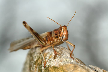 Heuschrecke