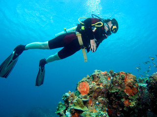 A diver floating over a coral reef in the Caribbean Sea