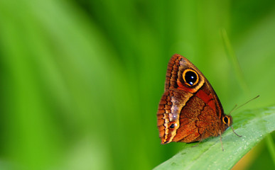 tropical butterfly