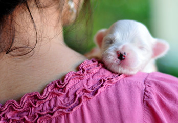 Maltese puppy