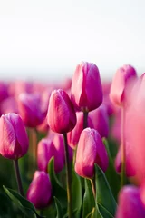 Acrylic prints Tulip beautifull tulips