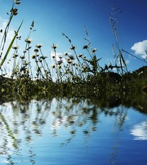 Daisy meadow reflection