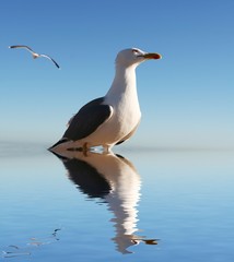 Sea gulls