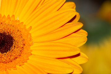 Closeup of Sunflower