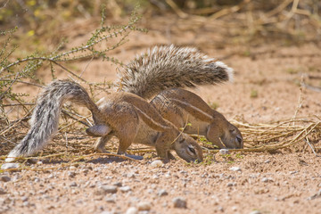 Two Cape Ground Squirrels foraging for food