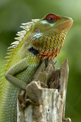 Green garden lizard (Calotes calotes)