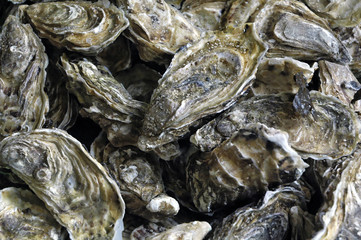 huitres
