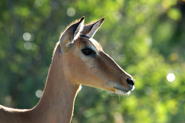 Impala: Aepyceros Melampus
