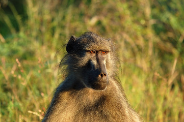 A chacma baboon early in the morning in South Africa.