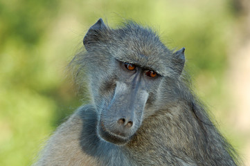 A chacma baboon early in the morning in South Africa.